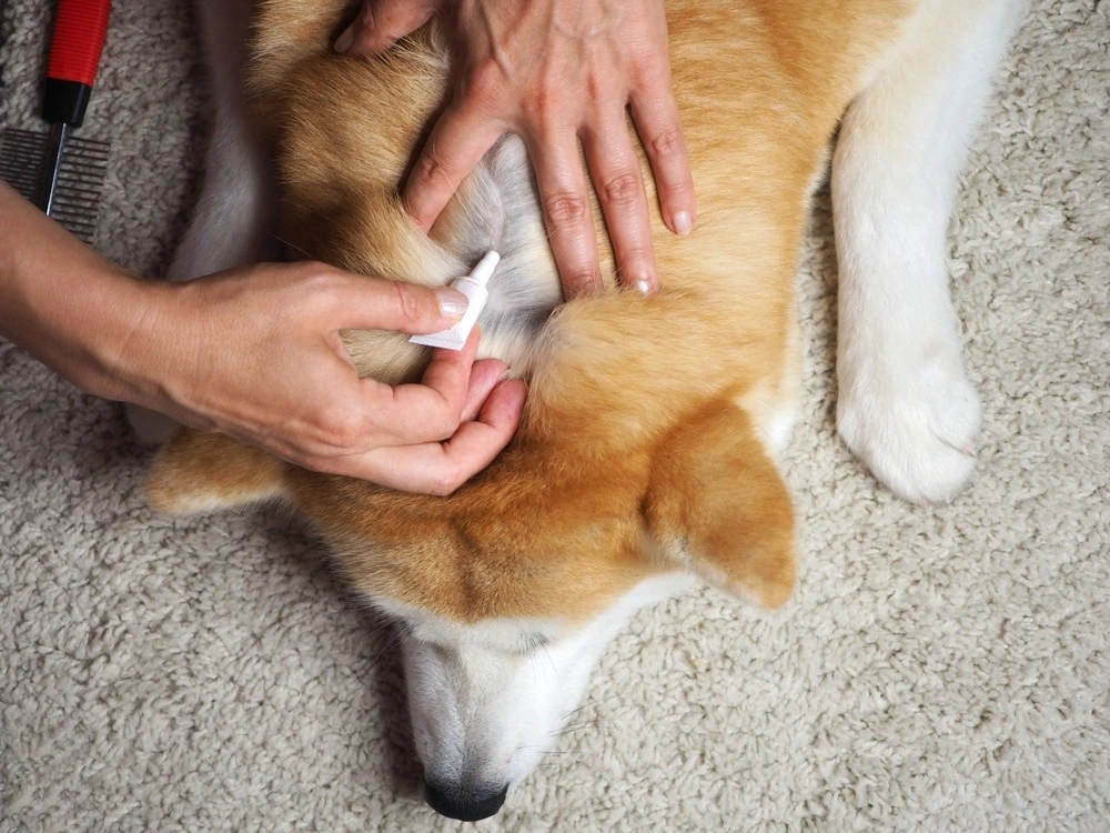 Corgi laying on stomach while owner puts flea medicine on its back