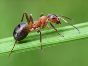 Fire Ants Treatment | Outdoor Treatment and Prevention Spray