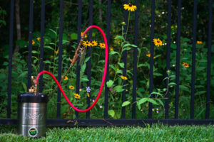 Hand pump sprayer in front of gate that has yellow flowers behind it.